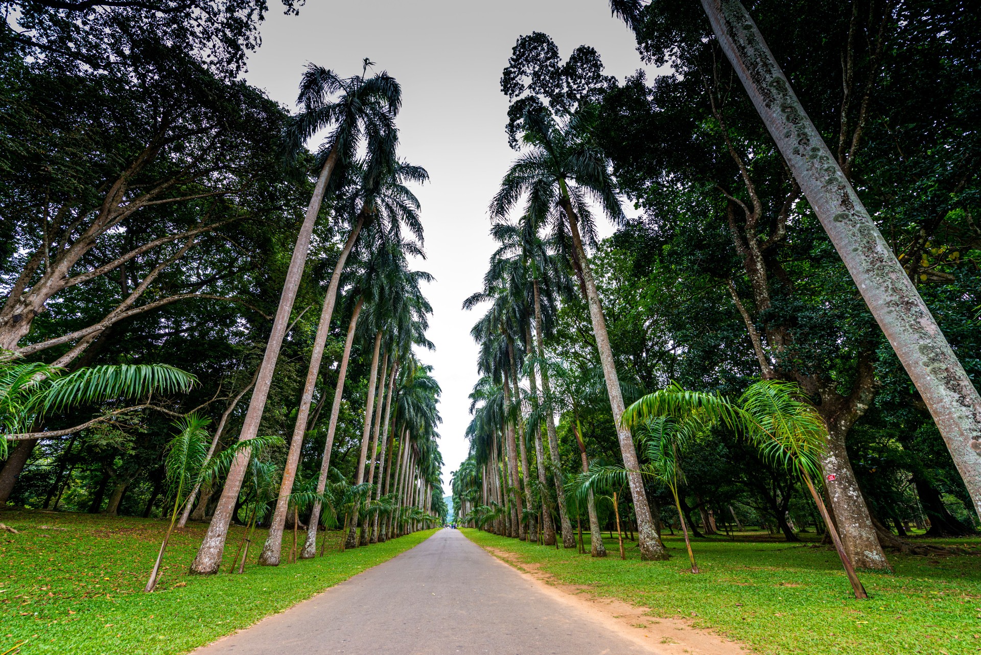 Palm tree alley in Royal Botanic King Gardens, Kandy, Sri Lanka.