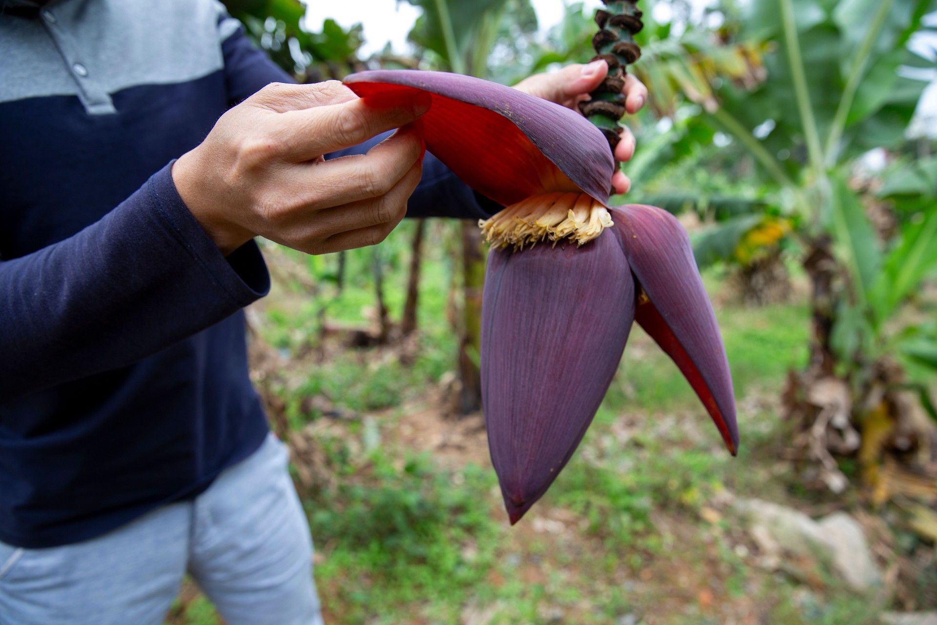 A man is checking the growth of bananas on the farm